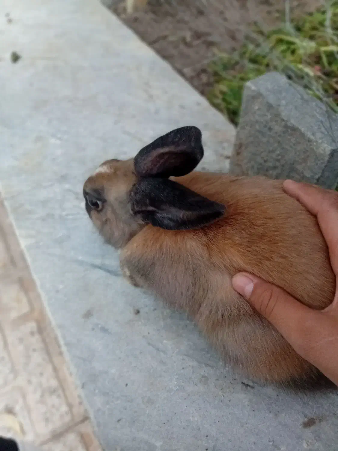 خرگوش|موش و خرگوش|کاشان, شریعتی|دیوار