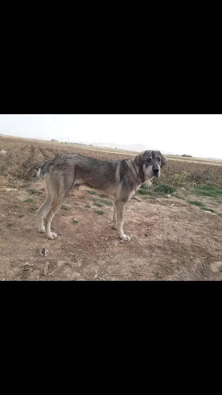 مفقودی سگ|سگ|دهگلان, |دیوار