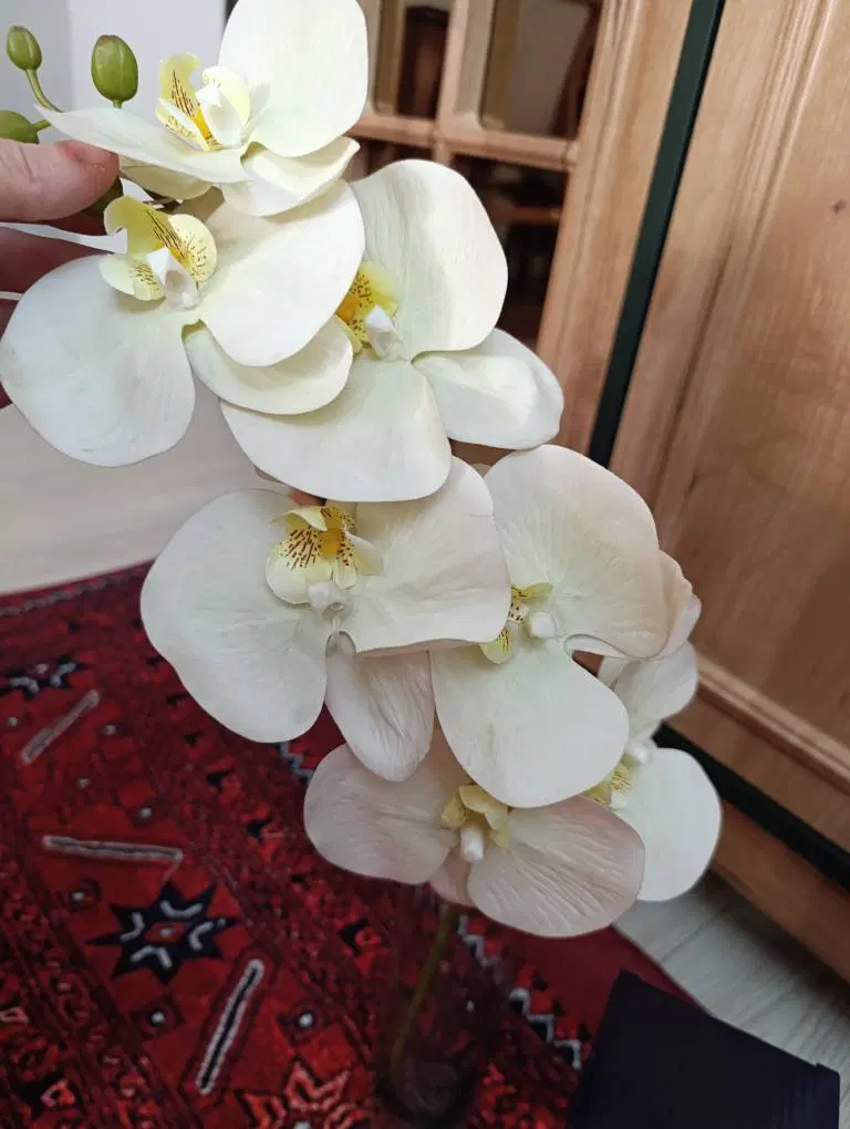 گل رز و ارکیده|گل و گیاه طبیعی|تهران, شمشیری|دیوار