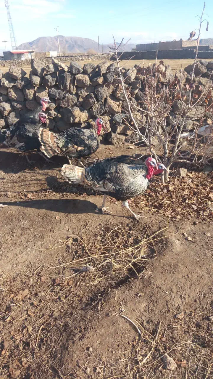 بقلمون محلی|حیوانات مزرعه|شوط, |دیوار