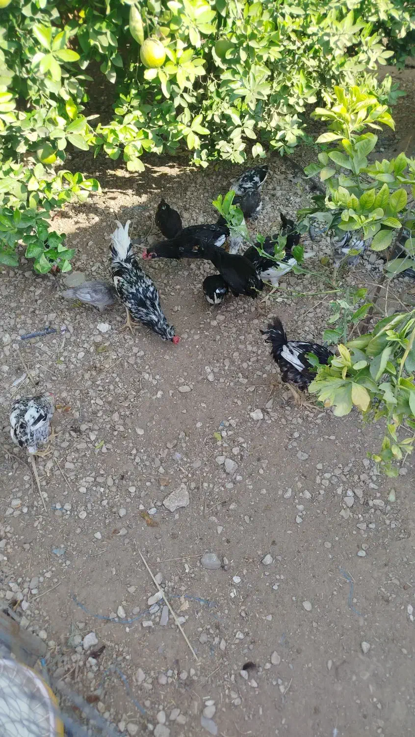 مرغ و خروس گلین|حیوانات مزرعه|کنار تخته و کمار, |دیوار