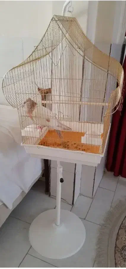 قفس|لوازم جانبی حیوانات|شاهرود, |دیوار