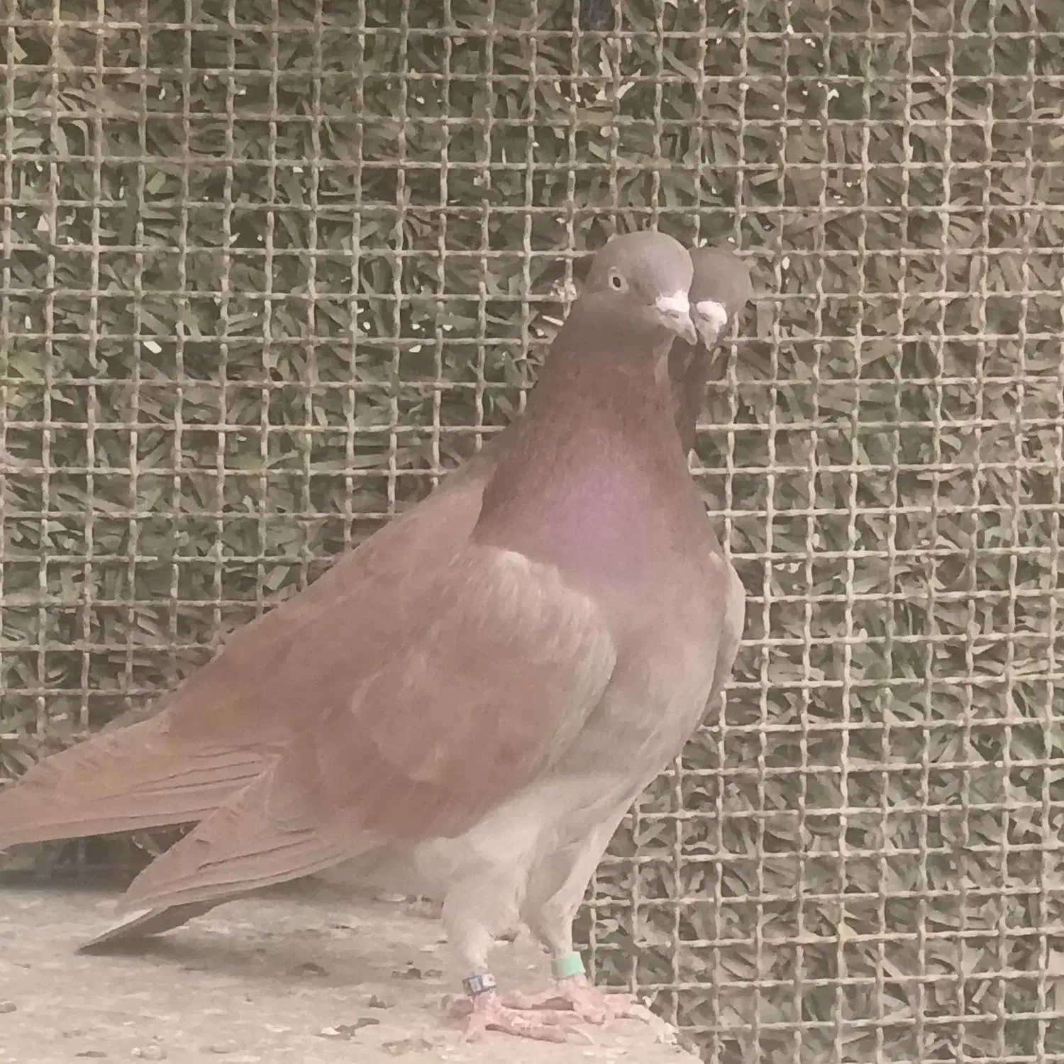 کبوتر پرشی انگلیسی|پرنده|تهران, تهرانسر غربی|دیوار