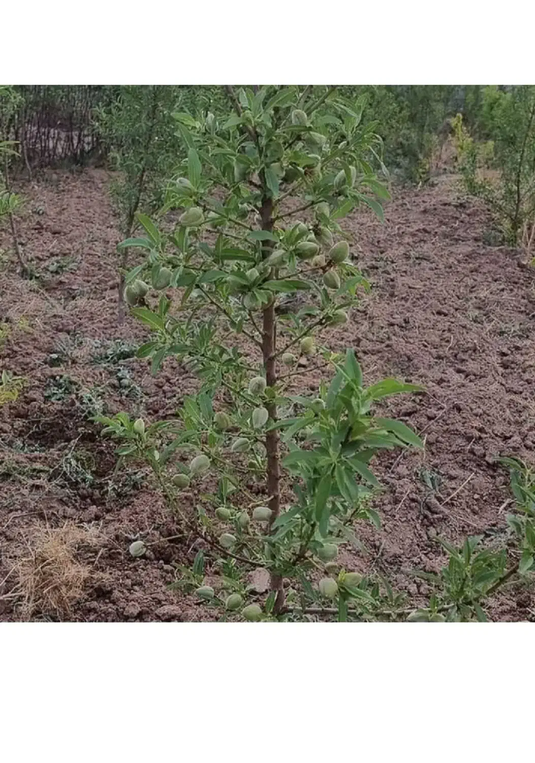 فروش صنوبر و‌گردو و بادام یارانه ای در نهالستان|خدمات باغبانی و درختکاری|کوهدشت, |دیوار