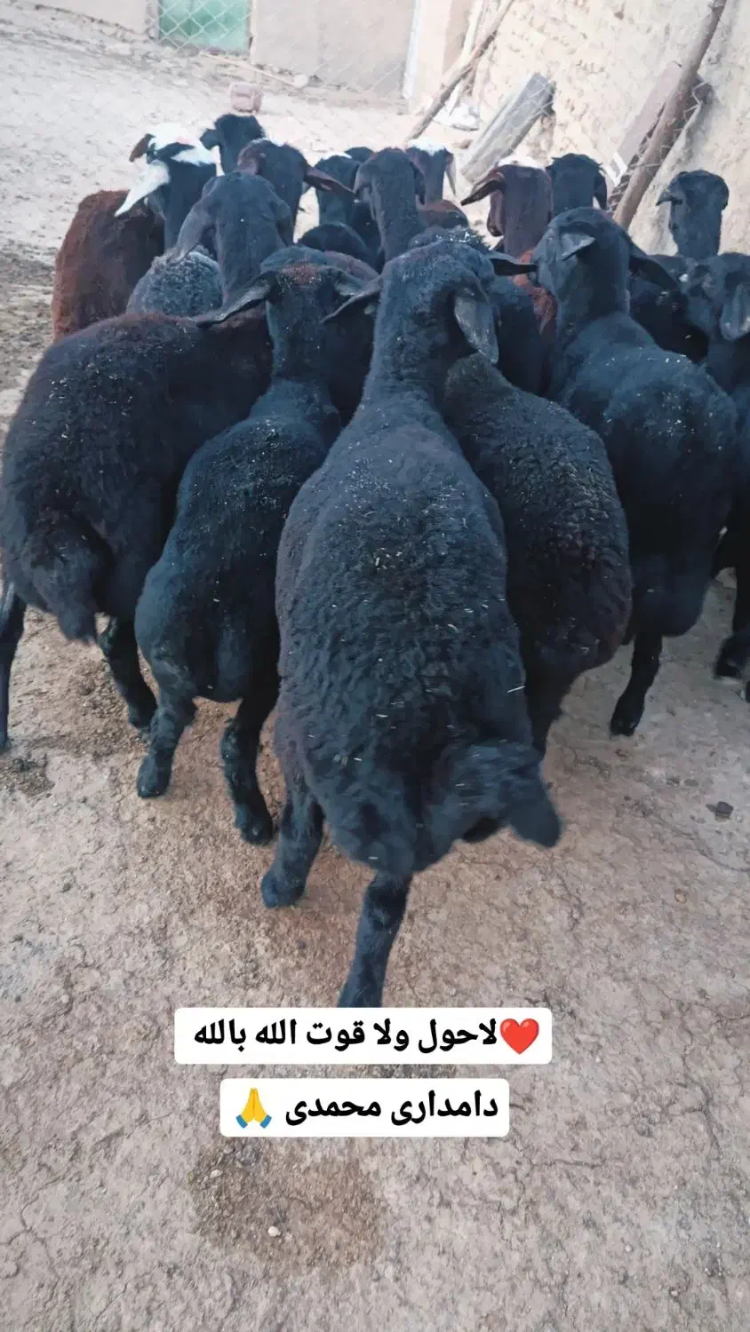 بره ماده قره قزل گوسفند میش قوچ شیشک افشار|حیوانات مزرعه|زنجان, |دیوار