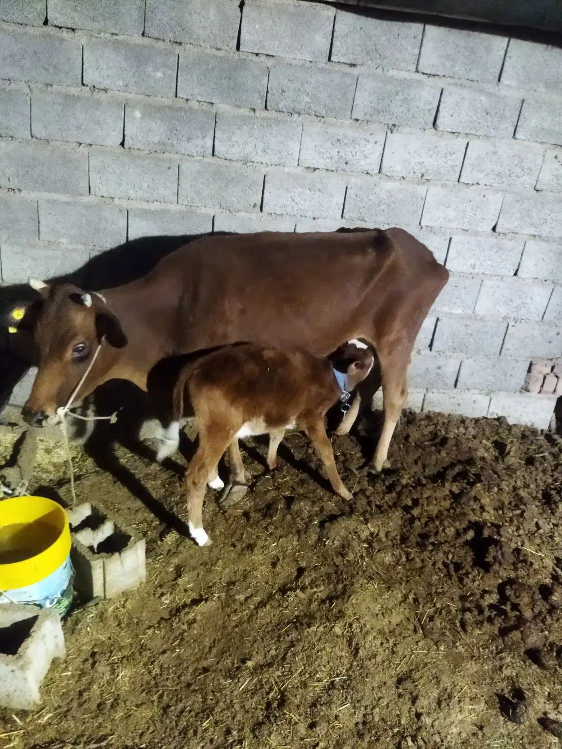 گوساله|حیوانات مزرعه|زرند, |دیوار