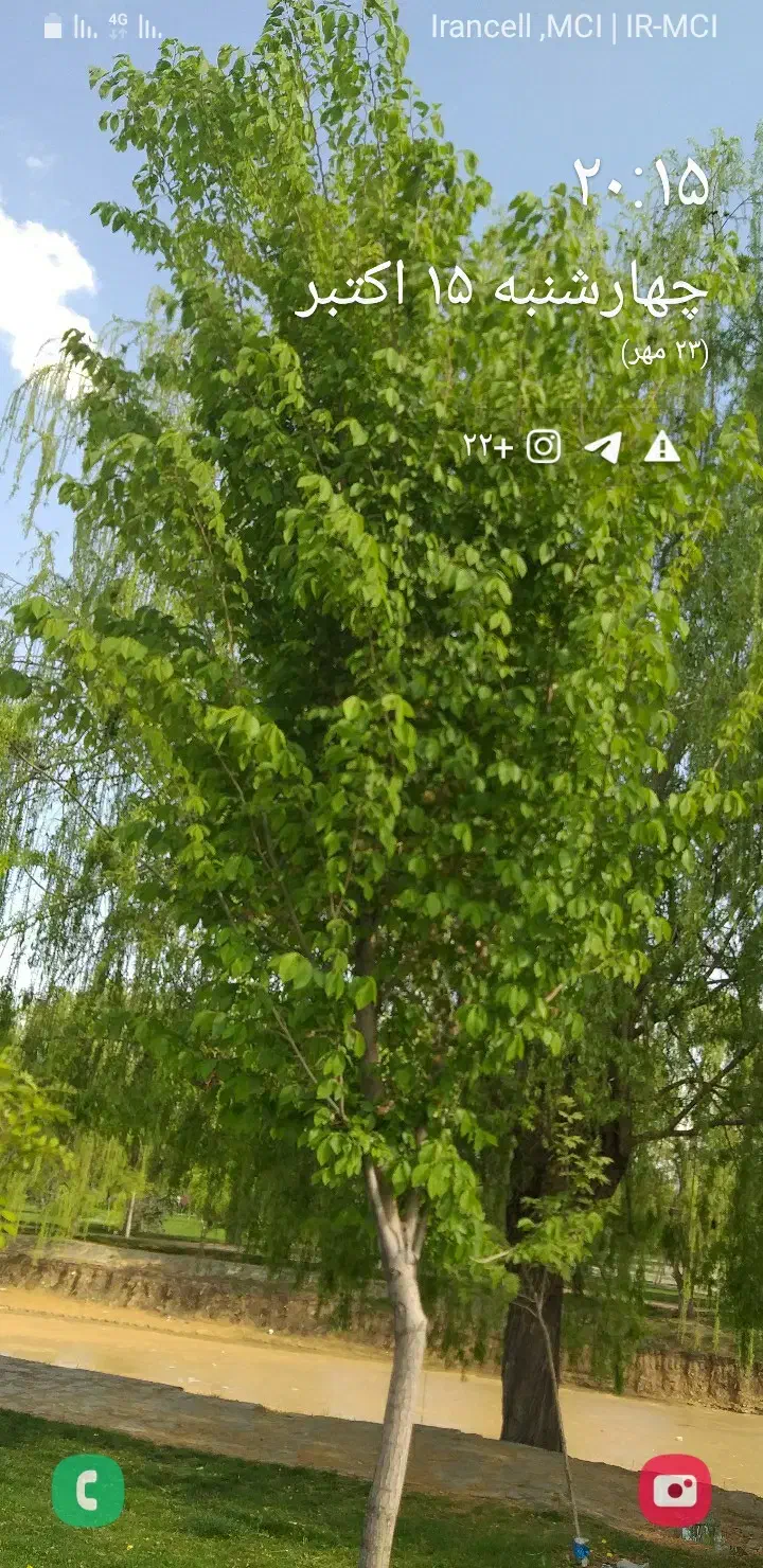 قطعه زمین کشاورزی|فروش زمین و ملک کلنگی|تسوج, |دیوار