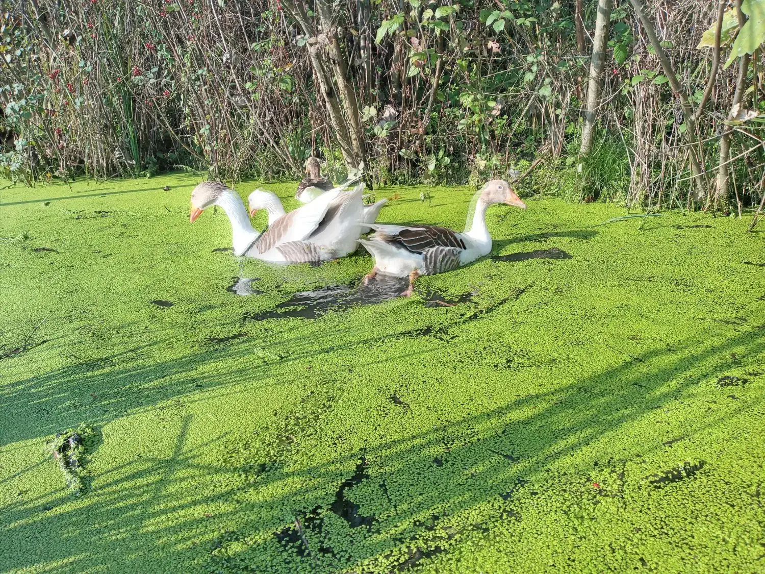 فروش مرغ وخروس وبوقلمون بالغ|حیوانات مزرعه|لنگرود, |دیوار