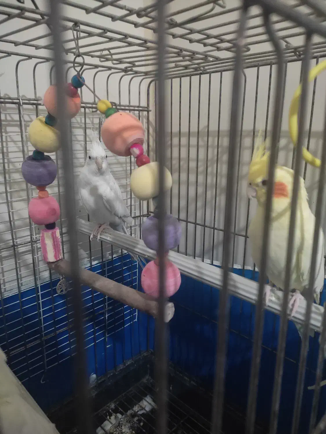 عروس هلندی جفت|پرنده|فردیس, شهرک ناز|دیوار