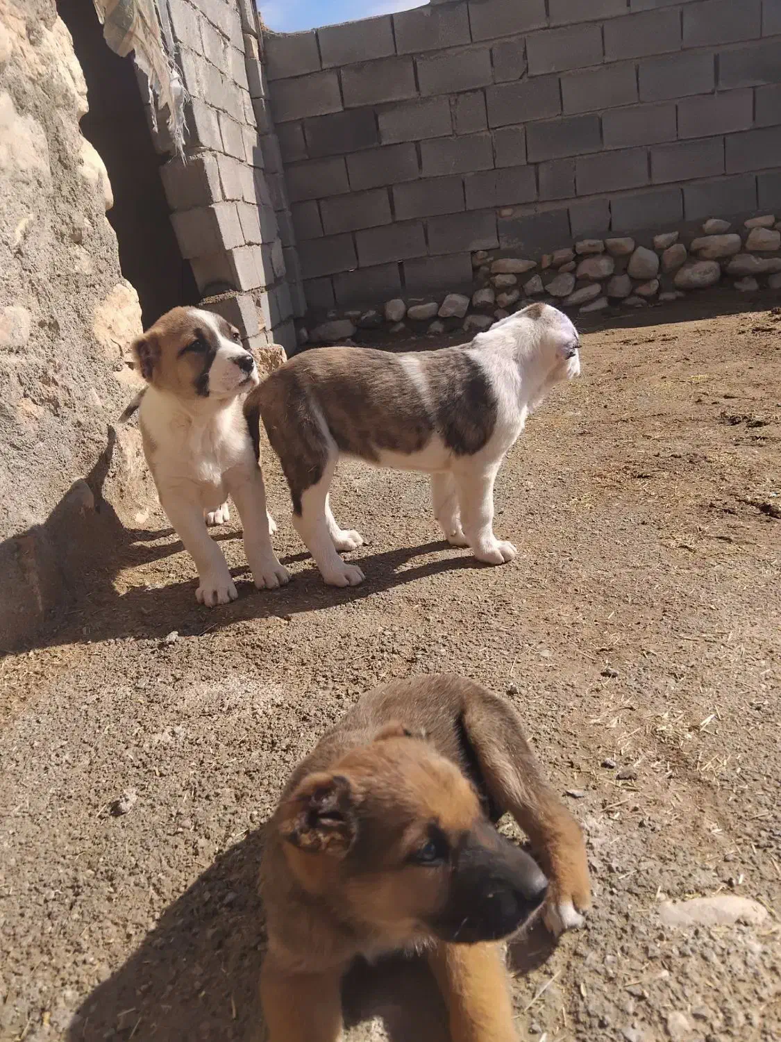 واگذاری سگ|سگ|شیروان (خراسان), |دیوار