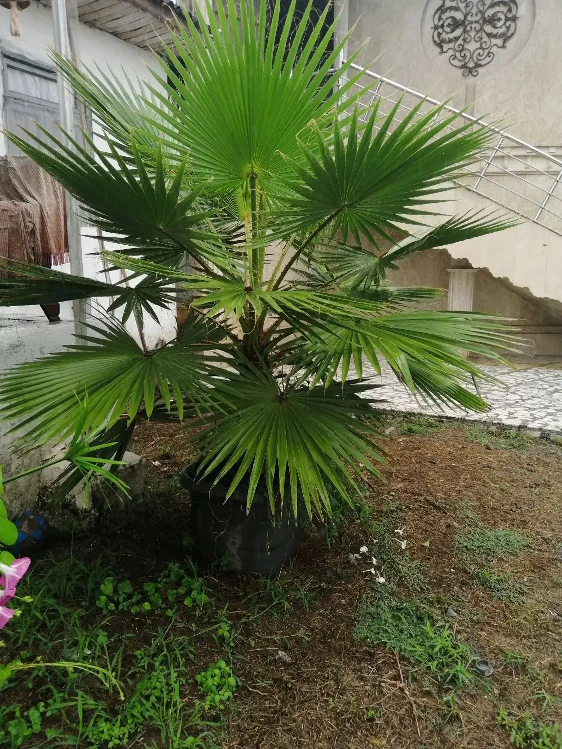 درخت نخل واشنگتن|گل و گیاه طبیعی|پرهسر, |دیوار