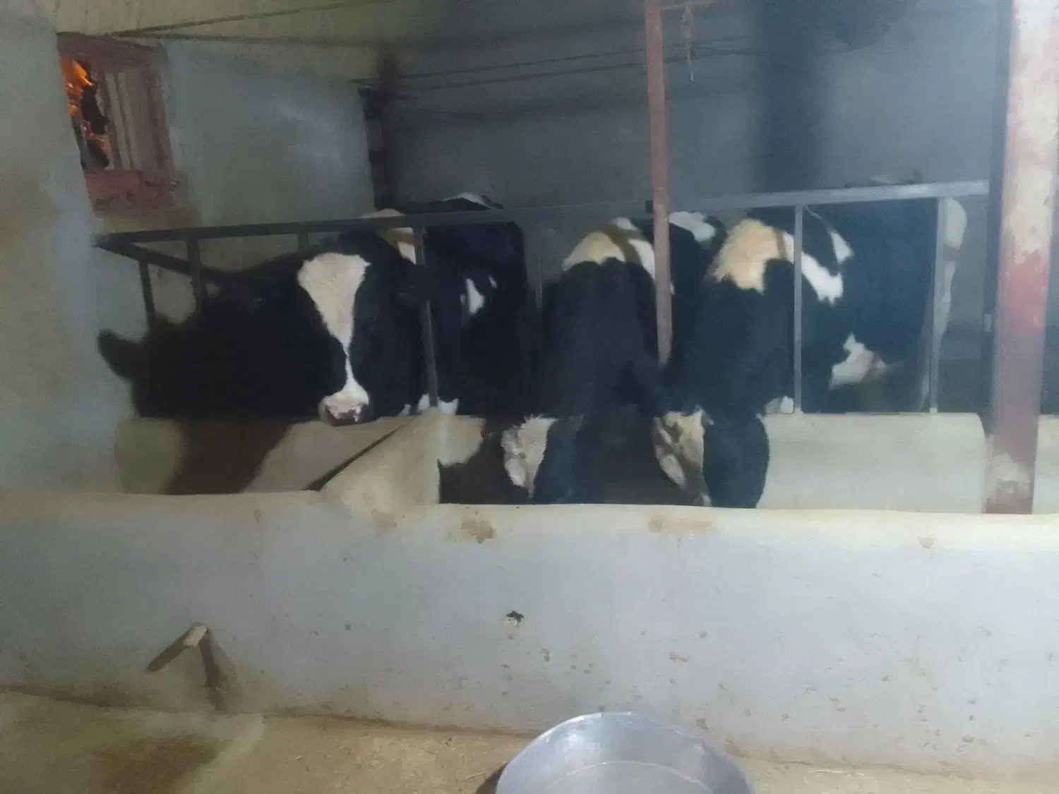 گوساله نر سالم|حیوانات مزرعه|شیرین‌سو, |دیوار