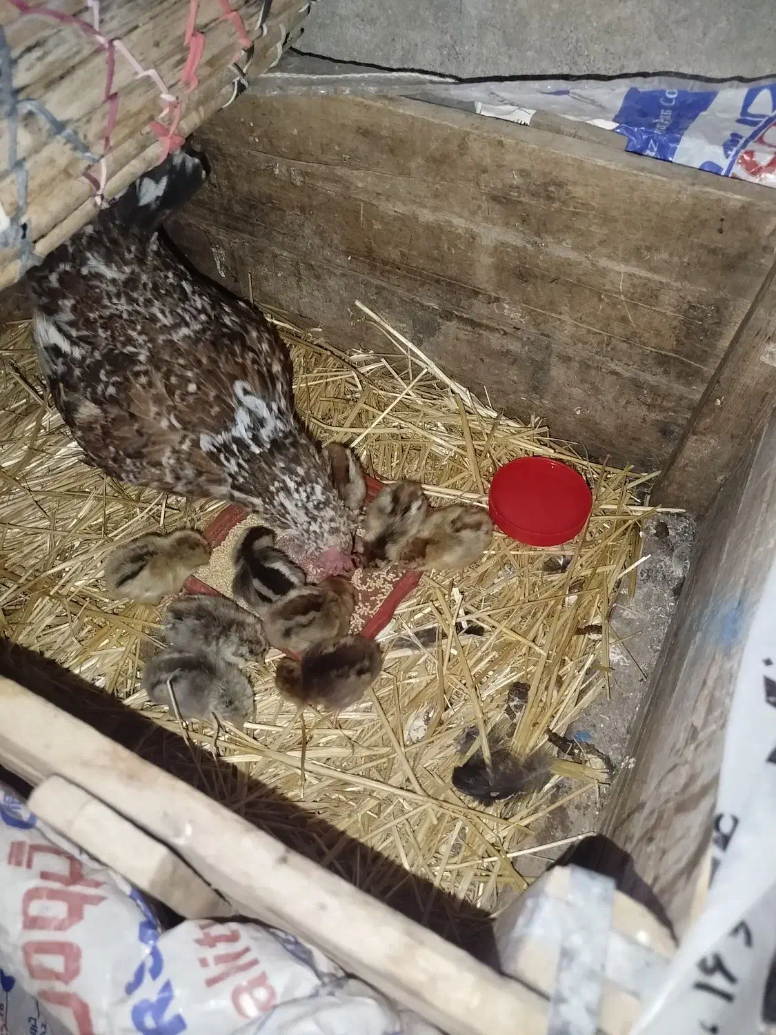 مرغ گلین وجوجه|حیوانات مزرعه|کارزان, |دیوار