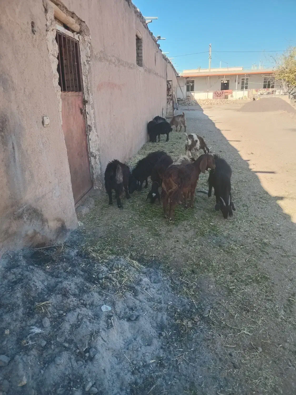 فروش بزغاله وبره|حیوانات مزرعه|تاکستان, |دیوار