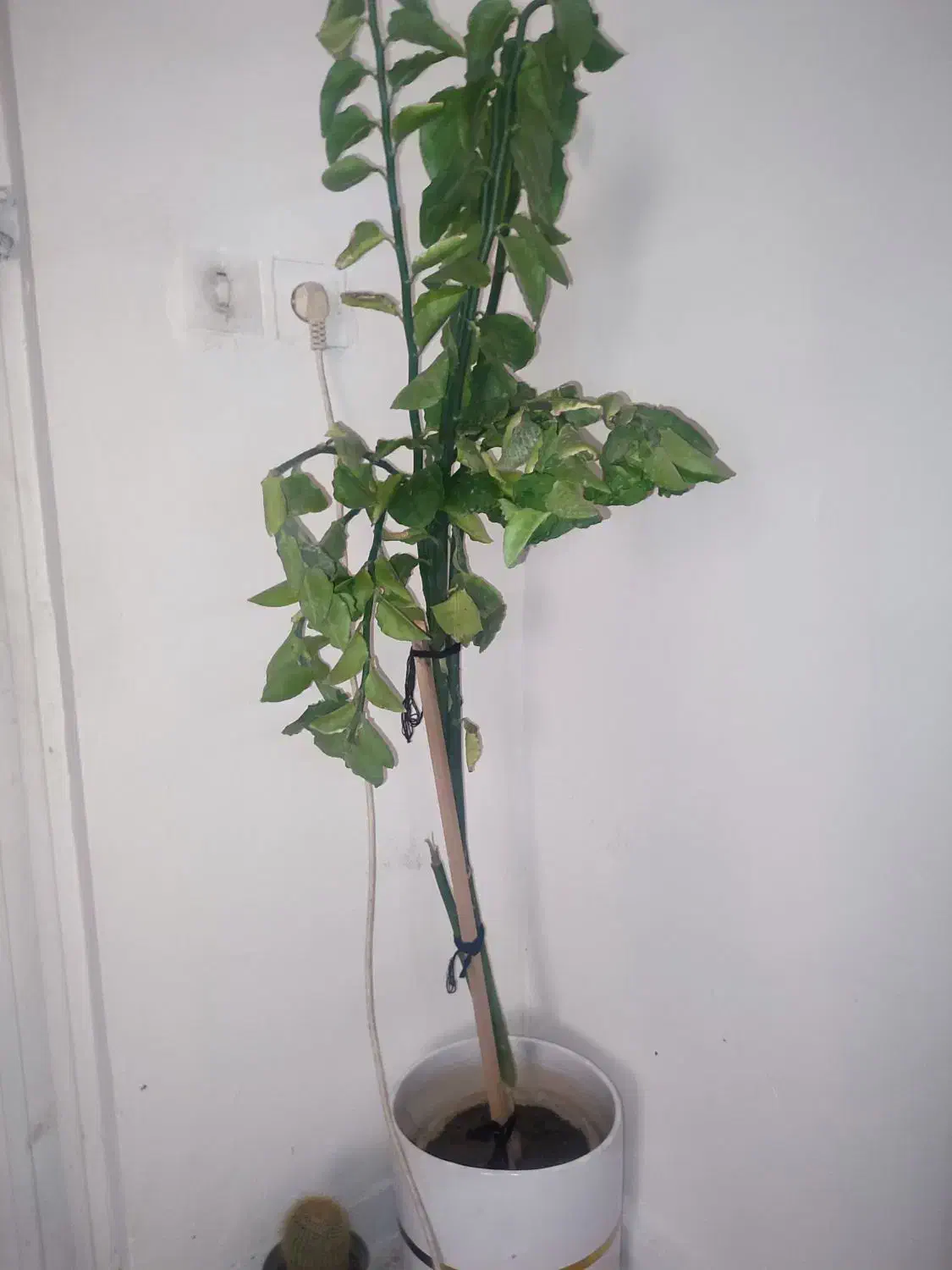 گل آپارتمانی|گل و گیاه طبیعی|بندرعباس, |دیوار