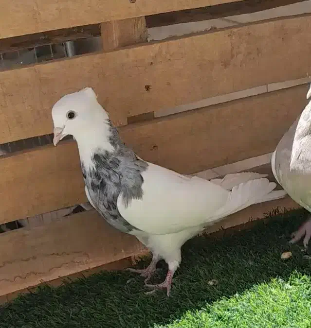 کبوتر طوقی|پرنده|اصفهان, دانشگاه اصفهان|دیوار