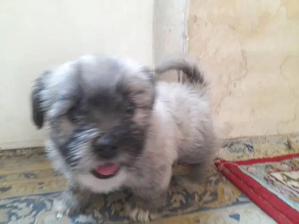 توله تریر فلت|سگ|اصفهان, عمان سامانی|دیوار