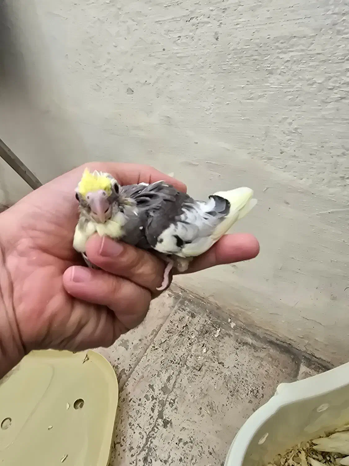 گرینچیک جوجه عروس هلندی مرغ عشق کبوتر|پرنده|بندرعباس, |دیوار