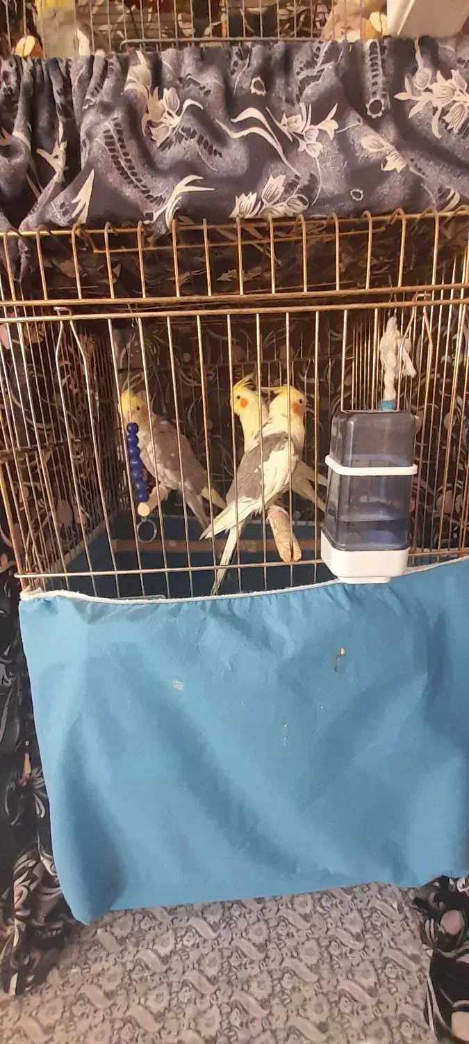 ۵عددعروس هلندی|پرنده|رزن, |دیوار