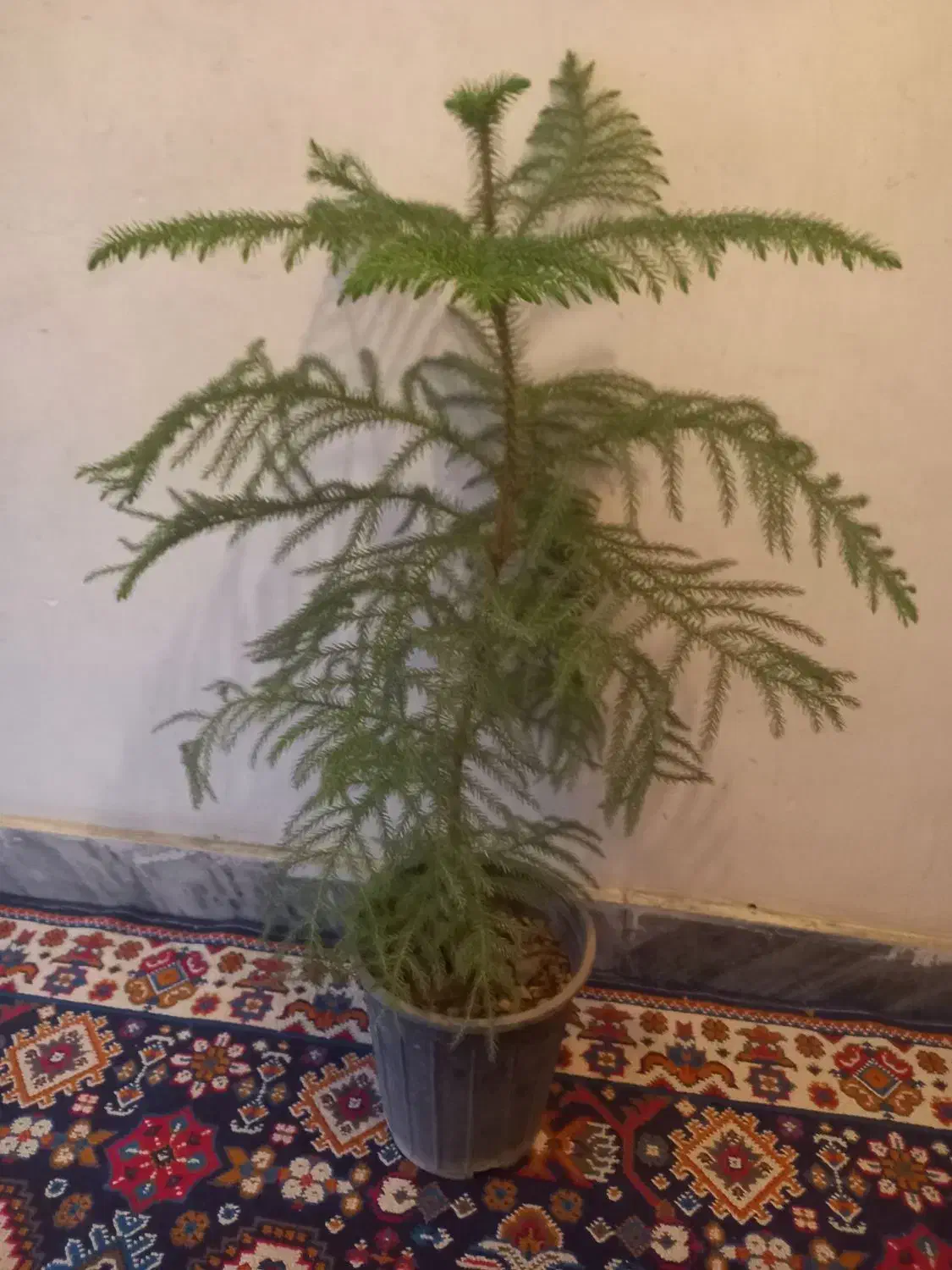 4شاخه گل زیپلین باکلی پاجوش|گل و گیاه طبیعی|بروجرد, |دیوار