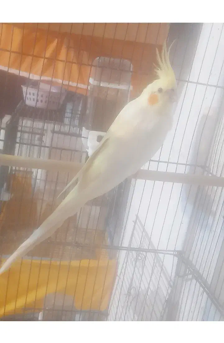 عروس هلندی ، م با ملنگو یا جوجه راهب|پرنده|شیراز, شهرک پرواز|دیوار