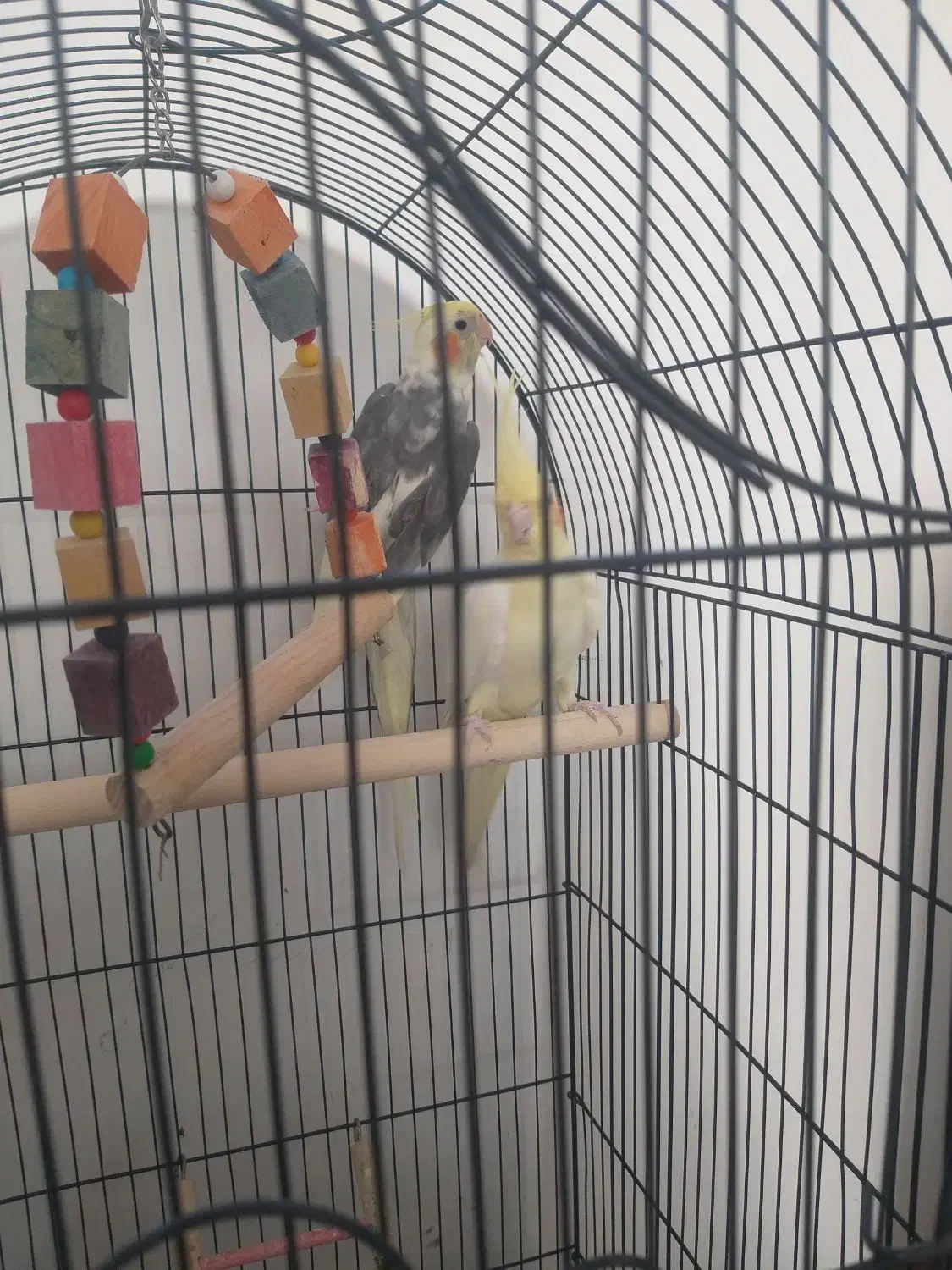 عروس هلندی جفت|پرنده|مشهد, قائم|دیوار