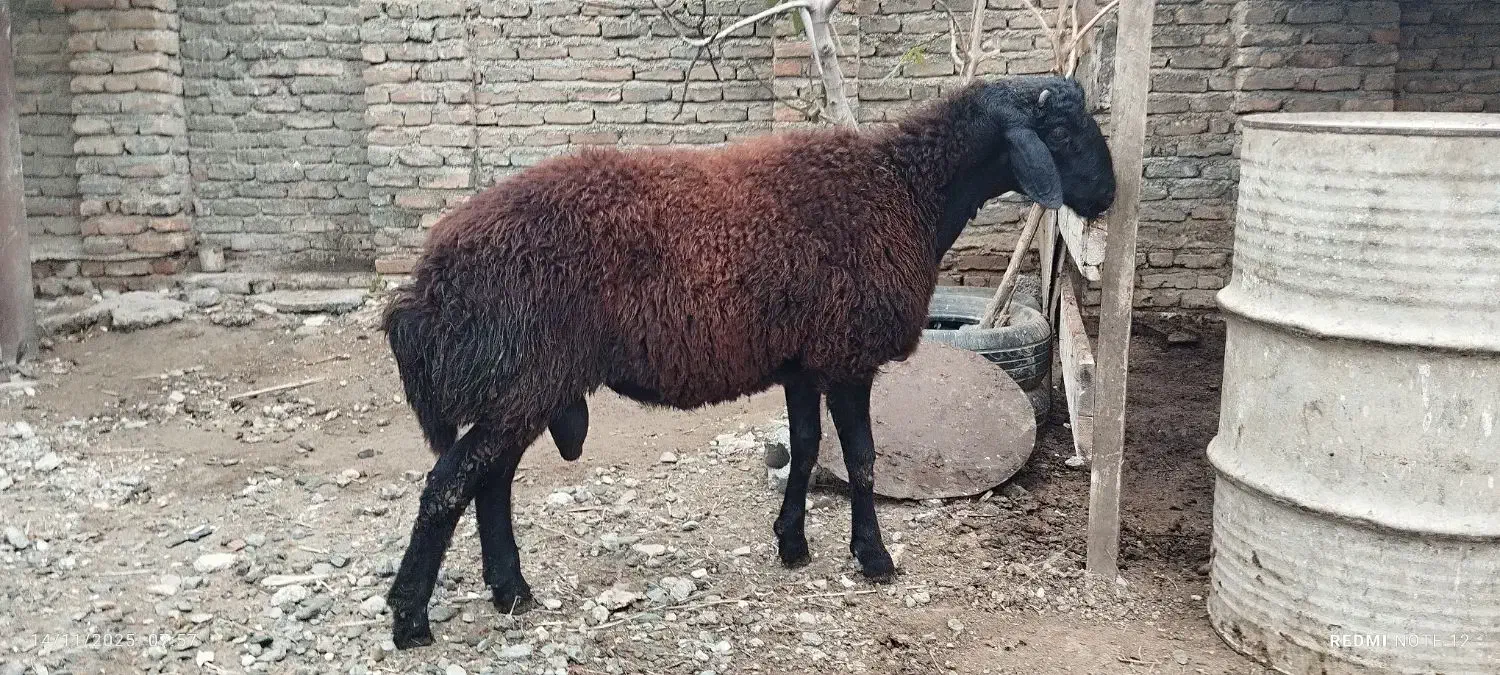 بره نر پروار شده|حیوانات مزرعه|گمیشان, |دیوار