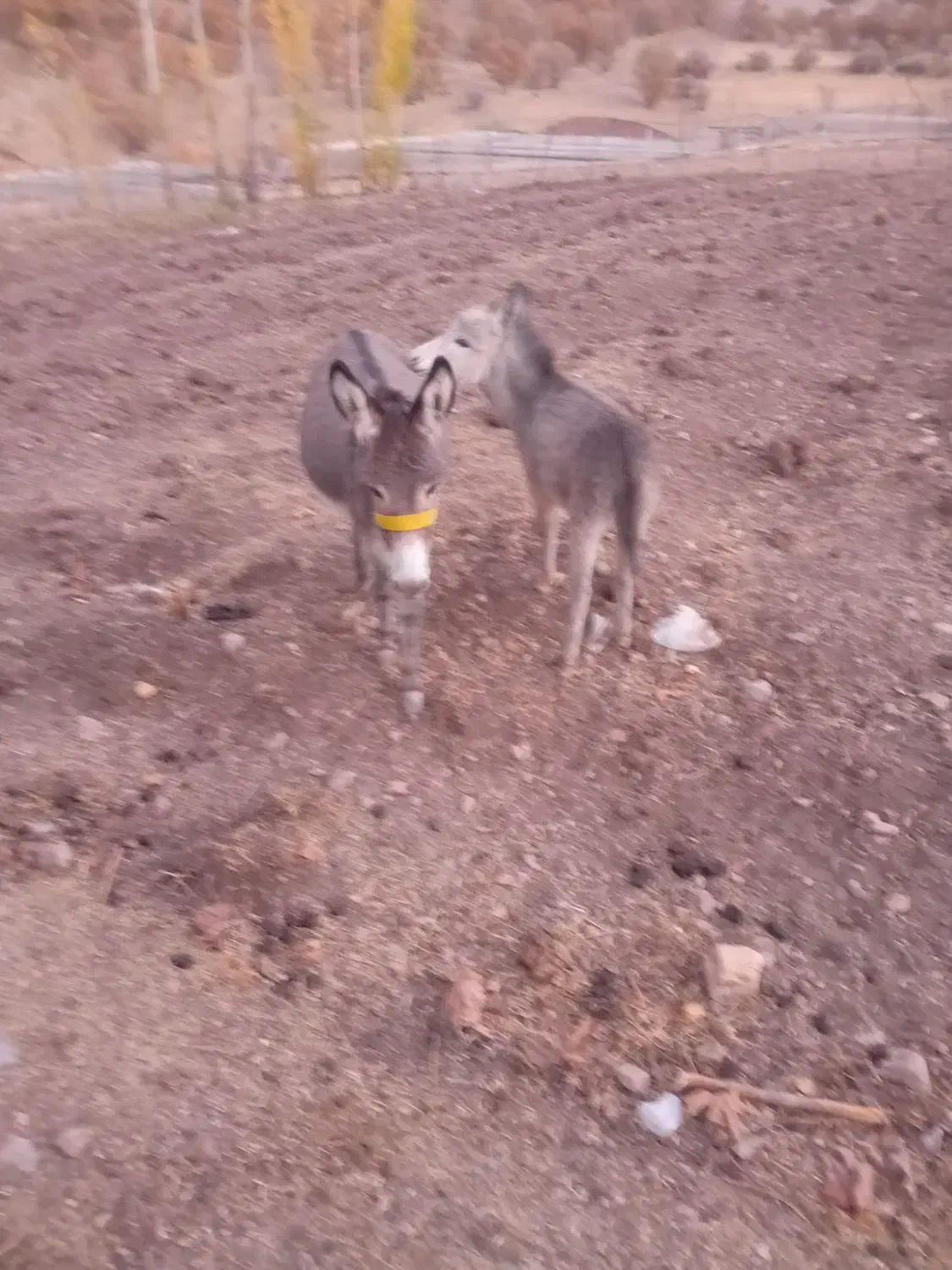 یک عدد الاغ با کره|حیوانات مزرعه|موگوئی, |دیوار