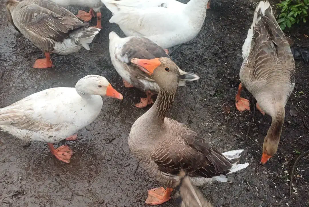 تعدادی غاز نر بفروش میرسد |حیوانات مزرعه|رشت, حومه رشت|دیوار