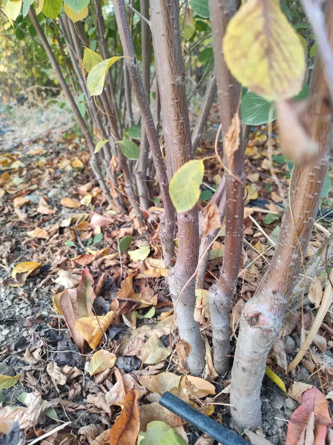 نهالستان بهاری کهریز|خدمات باغبانی و درختکاری|انزل, |دیوار