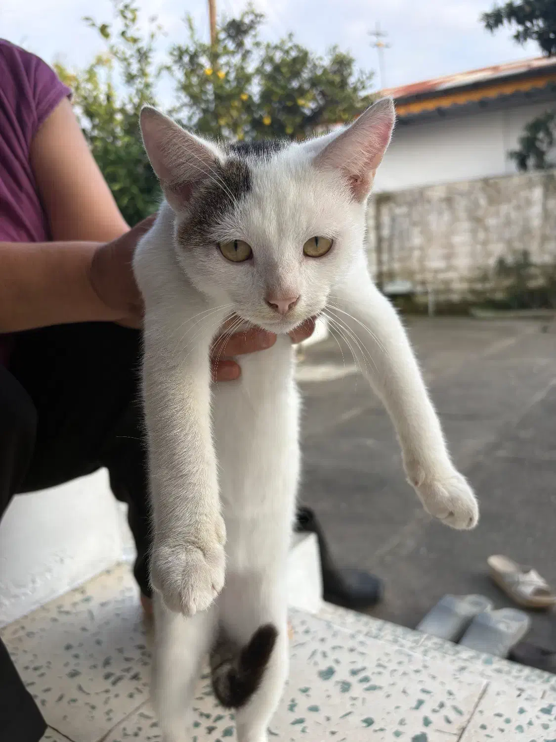 واگذاری گربه نر|گربه|بندر انزلی, قلم گوده|دیوار