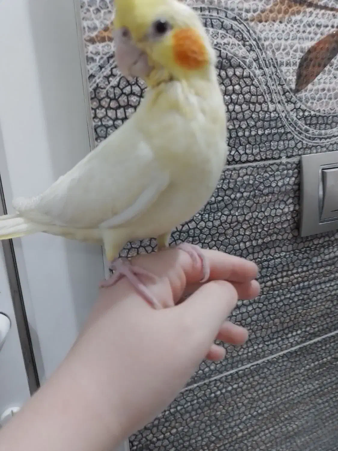 عروس هلندی فول رام .باسرلاک بزرگ شده.|پرنده|پیرانشهر, |دیوار