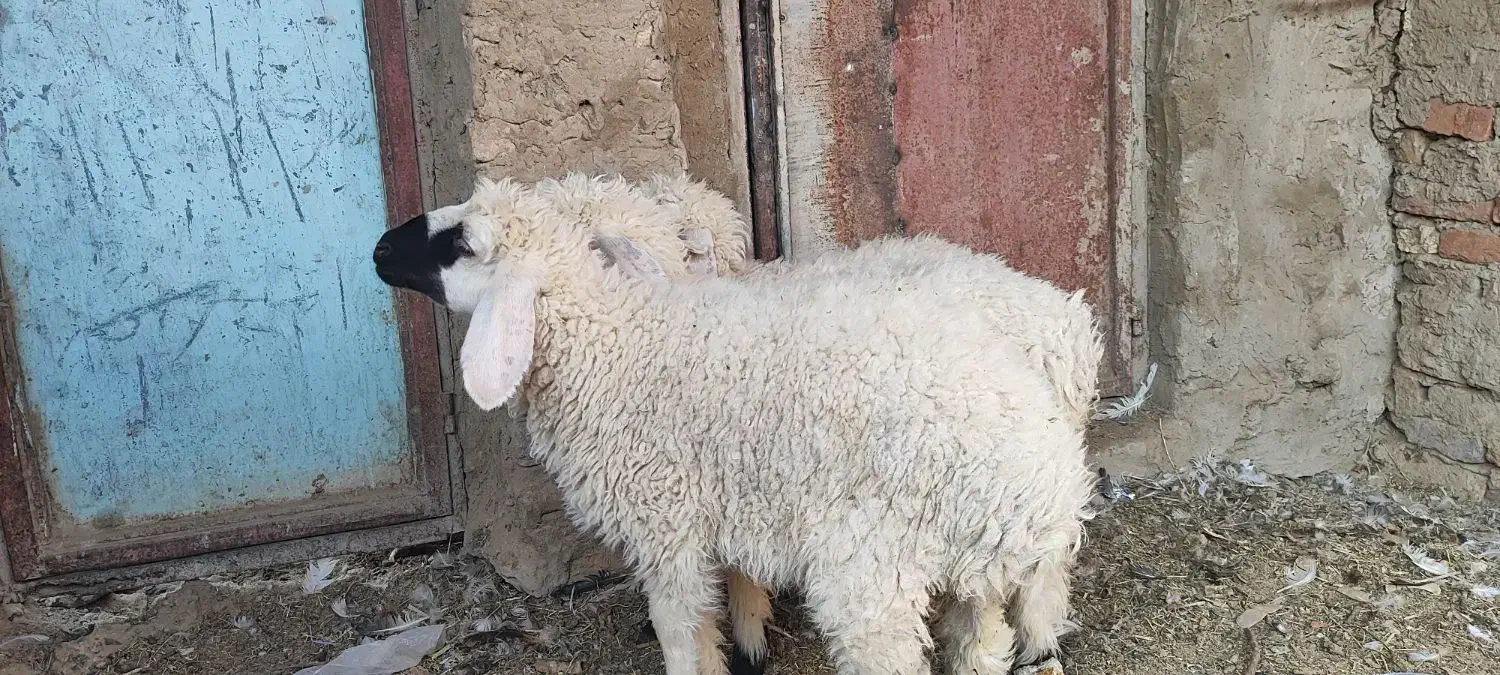 بره ماده|حیوانات مزرعه|هامون, |دیوار