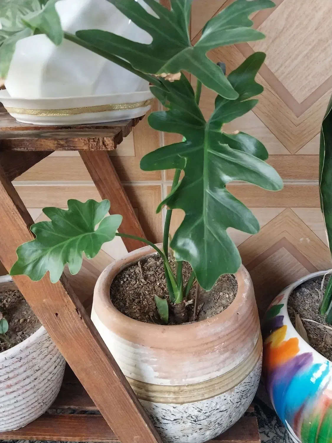 گل کاج مطبق سانسوریا دراسنا برگ انجیلی پتوس ارتشی|گل و گیاه طبیعی|اسلامشهر, شهرک محمدیه|دیوار