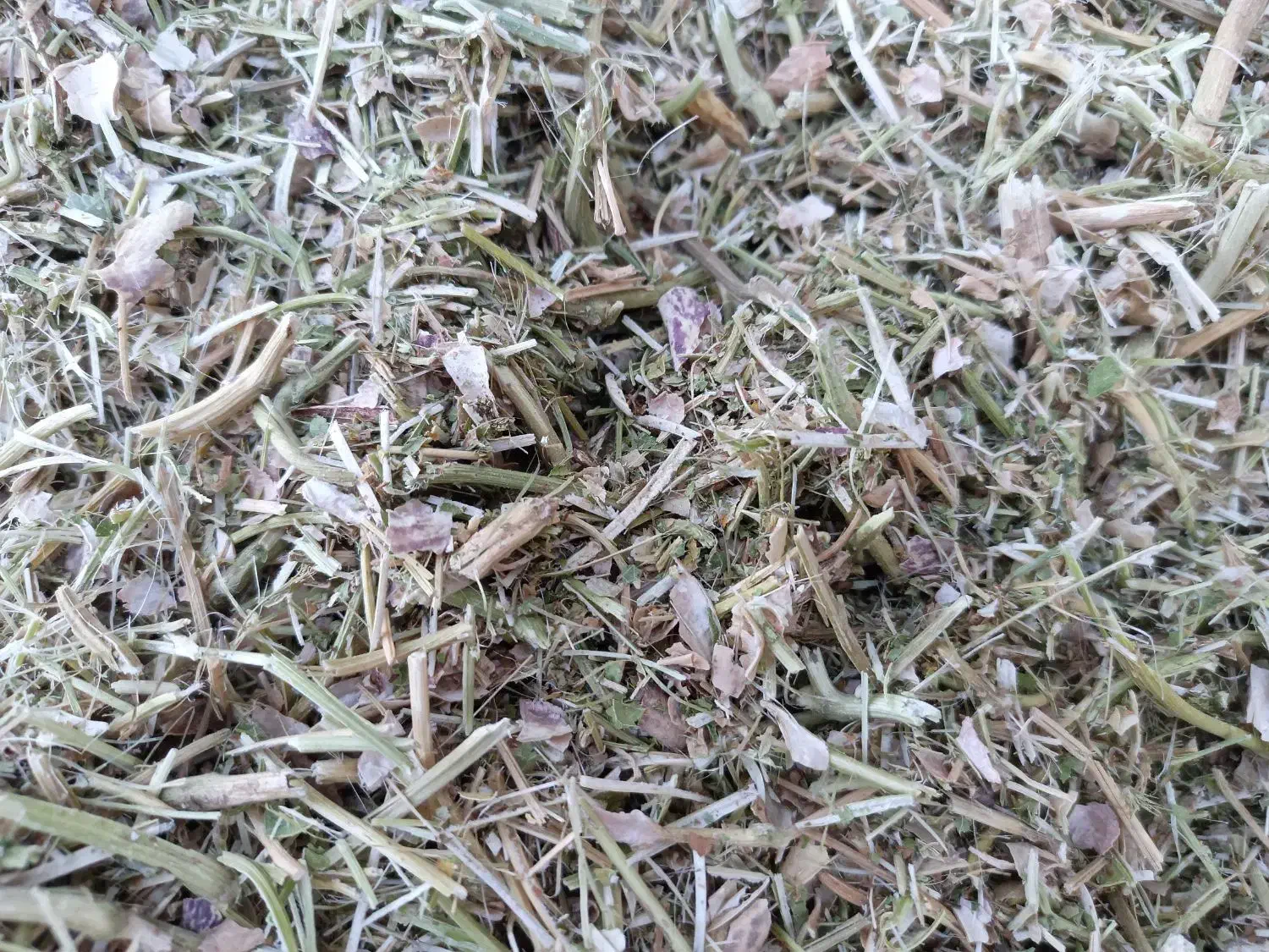 کاه لوبیا چیتی|عمده‌فروشی|شیراز, شهرک قمشه|دیوار