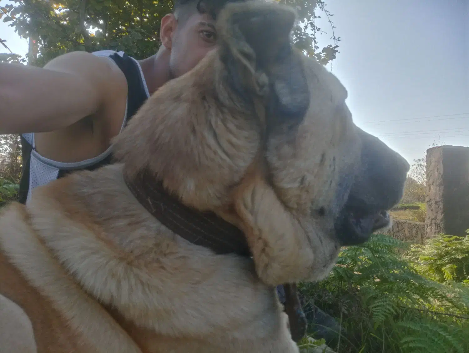 قیمت مناسب|سگ|لاهیجان, گلستان|دیوار