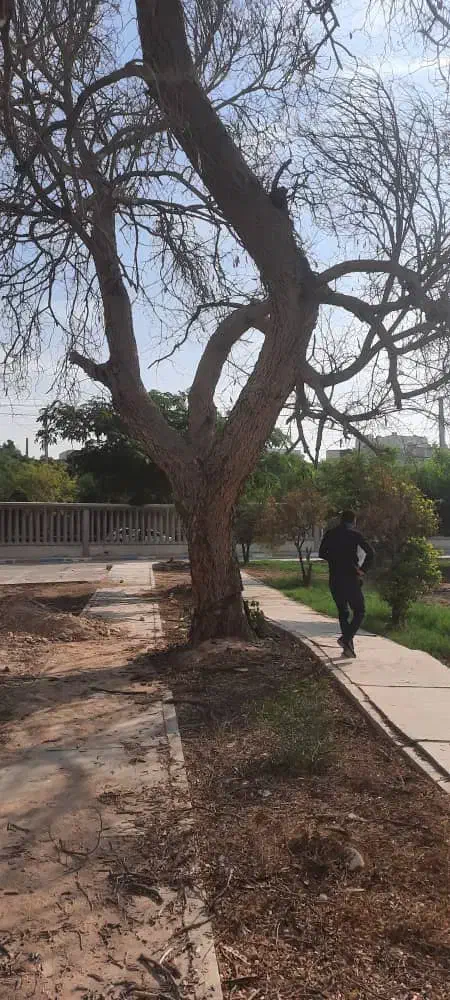 قطع نخل و درخت با خرید چوب درخت|خدمات باغبانی و درختکاری|بندر دیر, |دیوار