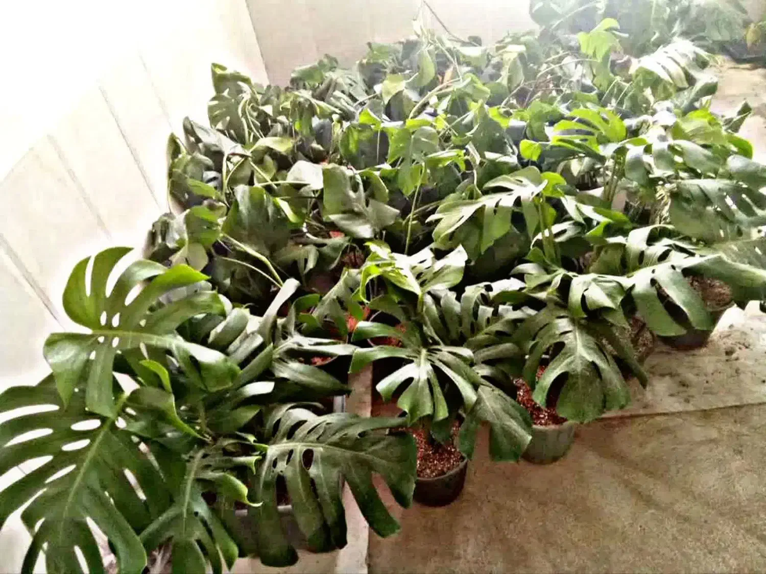 حراج گل مانسترا دلیسوز ابلغ و سبز|گل و گیاه طبیعی|قائن, |دیوار