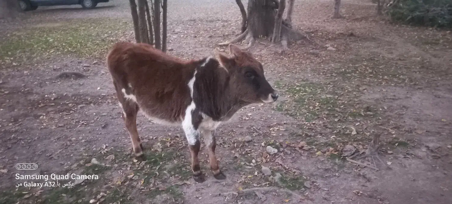 گوساله ‌ماده‌یک‌ساله|حیوانات مزرعه|سنگر, |دیوار