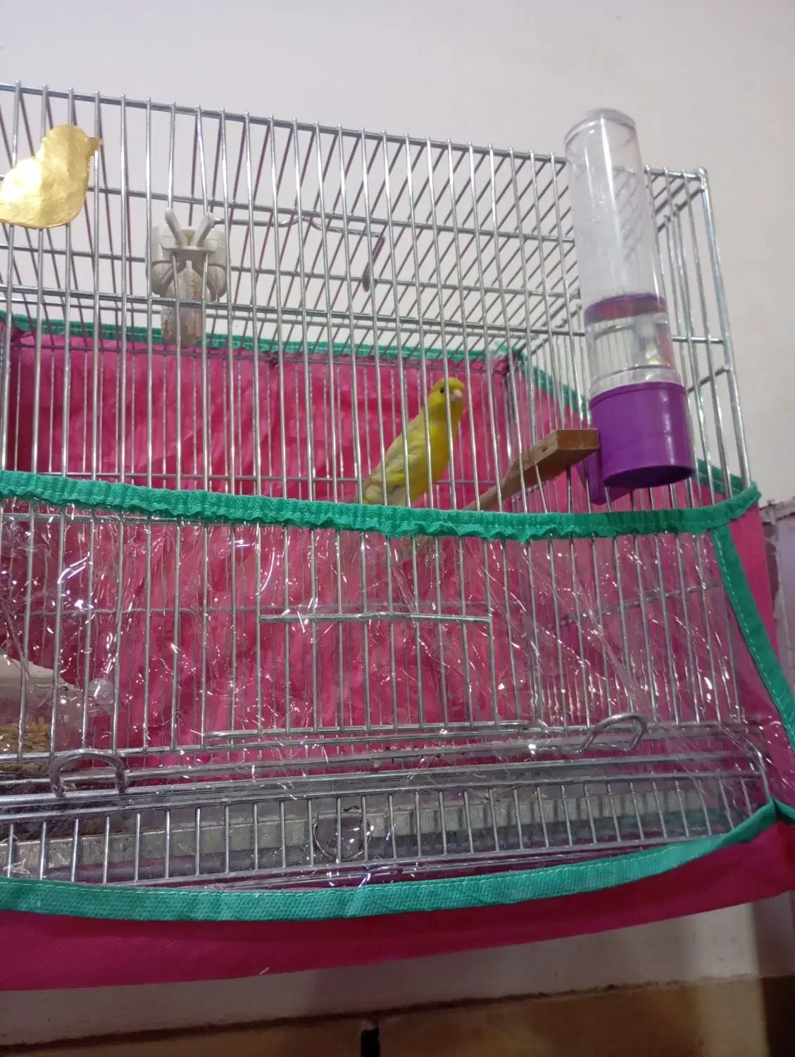 قناری نر مست|پرنده|قیدار, |دیوار