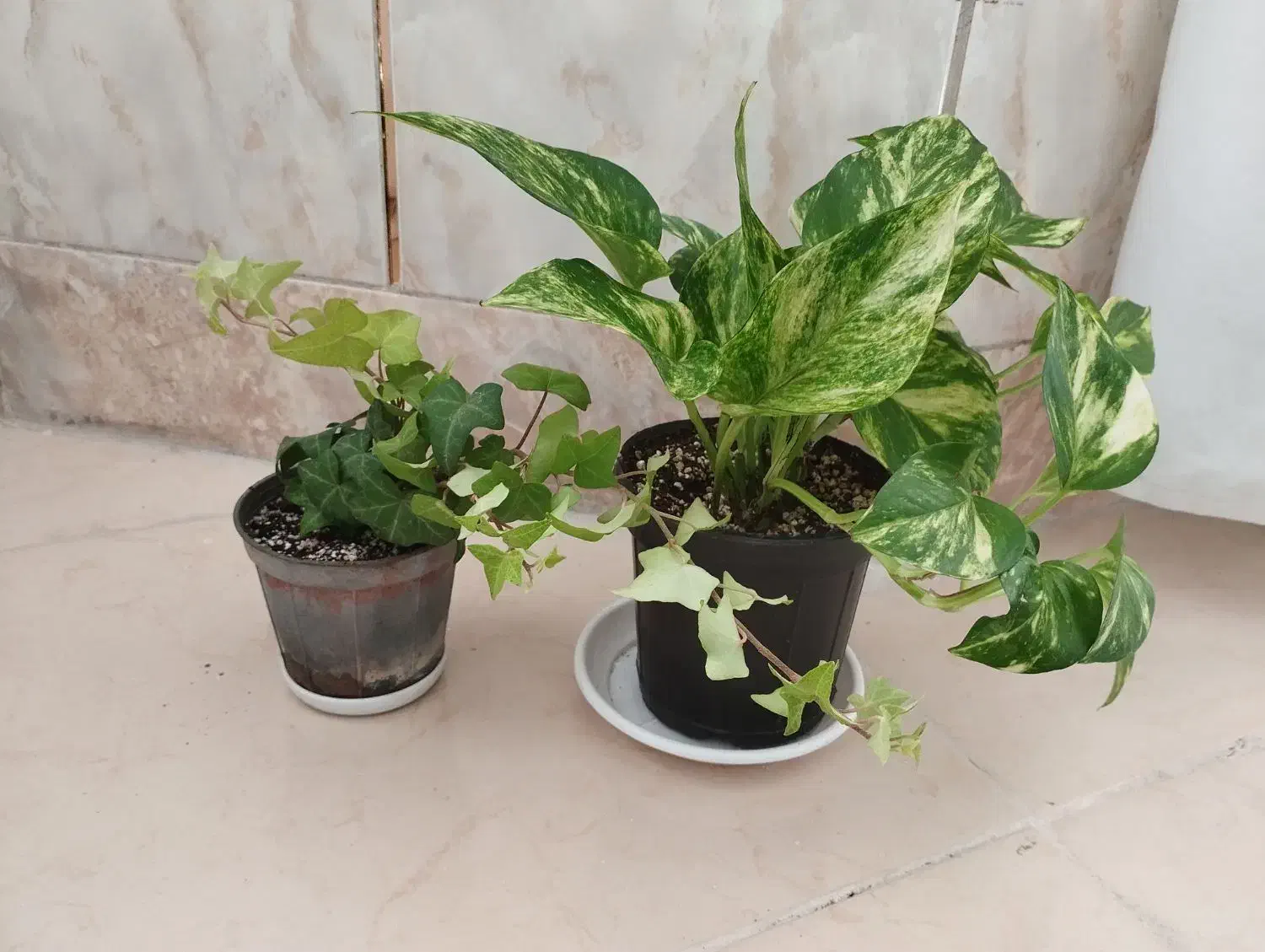 دو عدد گل طبیعی|گل و گیاه طبیعی|شهرکرد, |دیوار