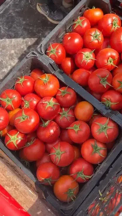 پخش تره بار|عمده‌فروشی|تهران, میدان میوه و تره‌بار مرکزی|دیوار