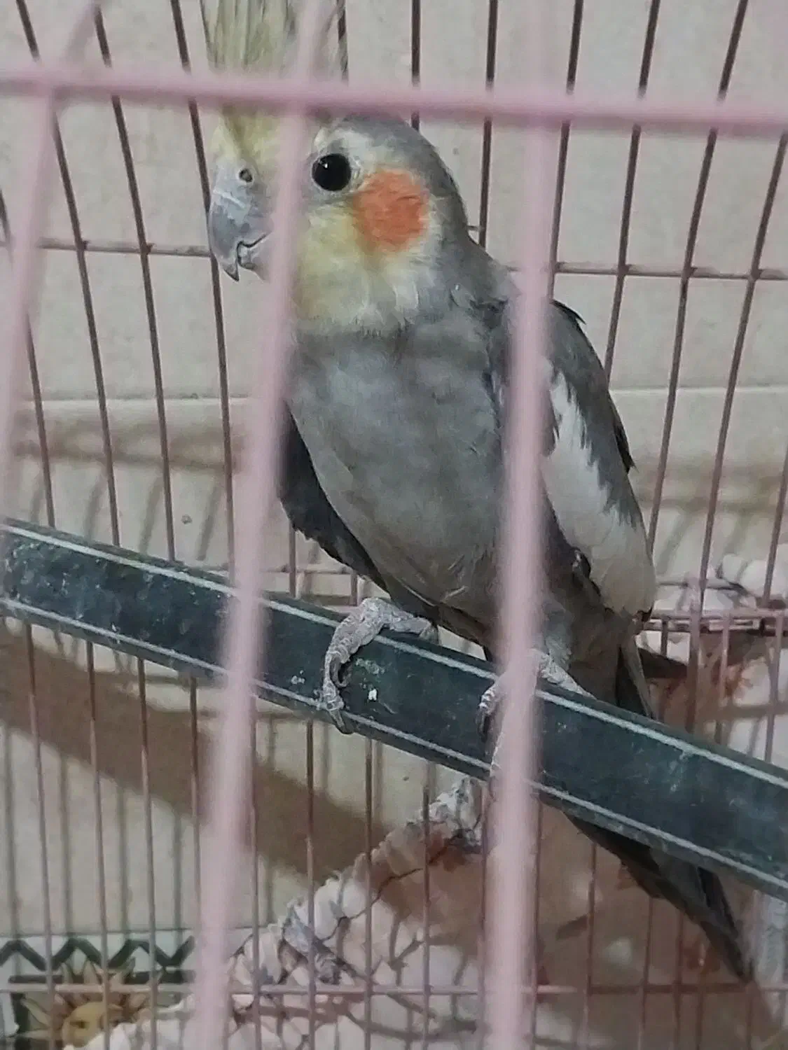 فروش نرسیامون به شرط جوجه ودامپزشکی|پرنده|گرمسار, |دیوار