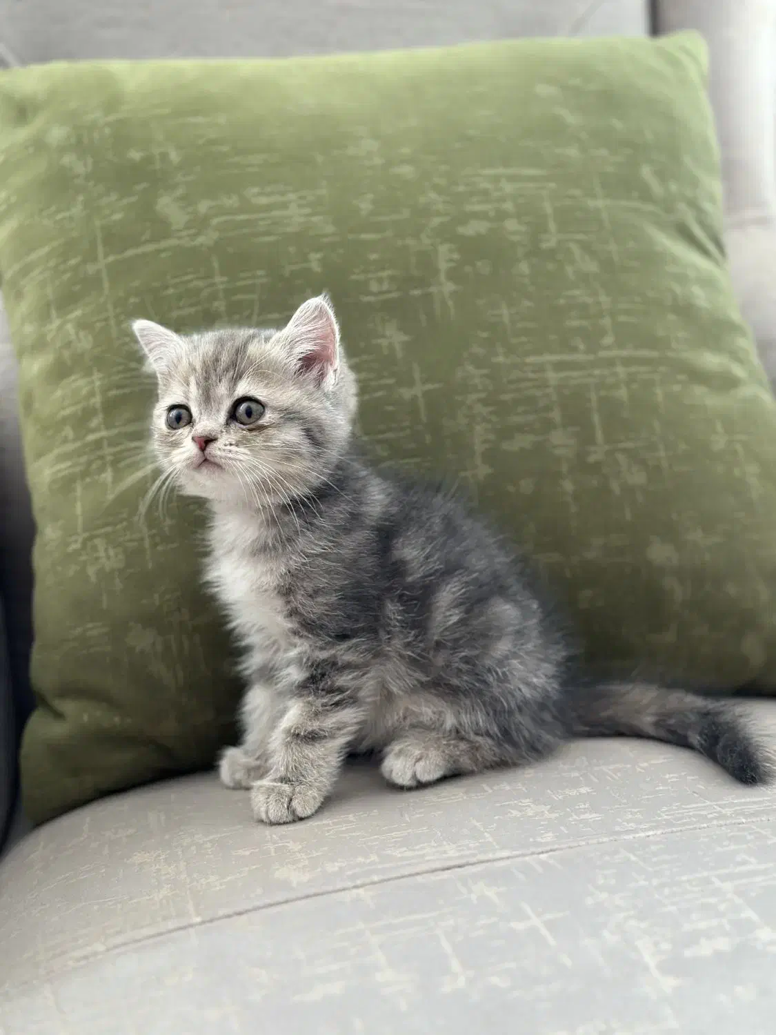 واگذاری بچه گربه اسکاتیش آنفولد (تبی گلد)|گربه|سنندج, |دیوار