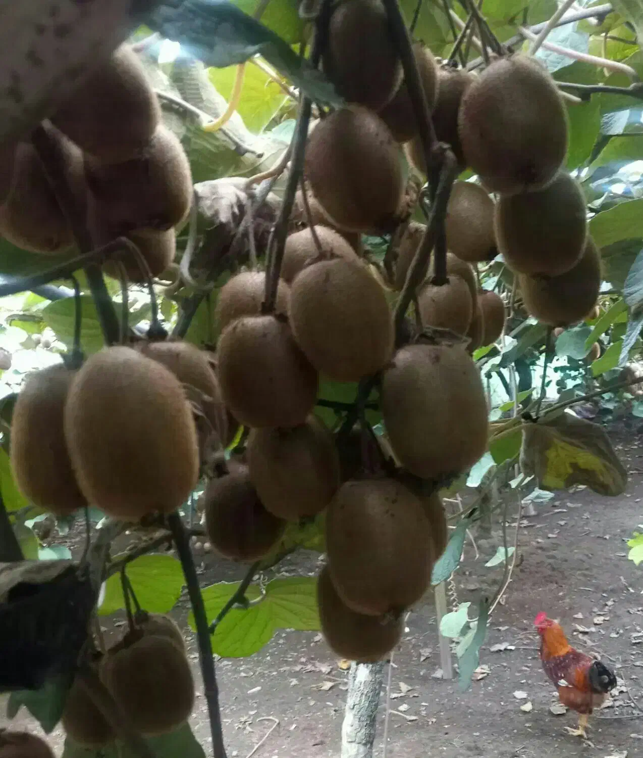 خرمالو‌وکیوی|خوردنی و آشامیدنی|تالش, هشتپر|دیوار