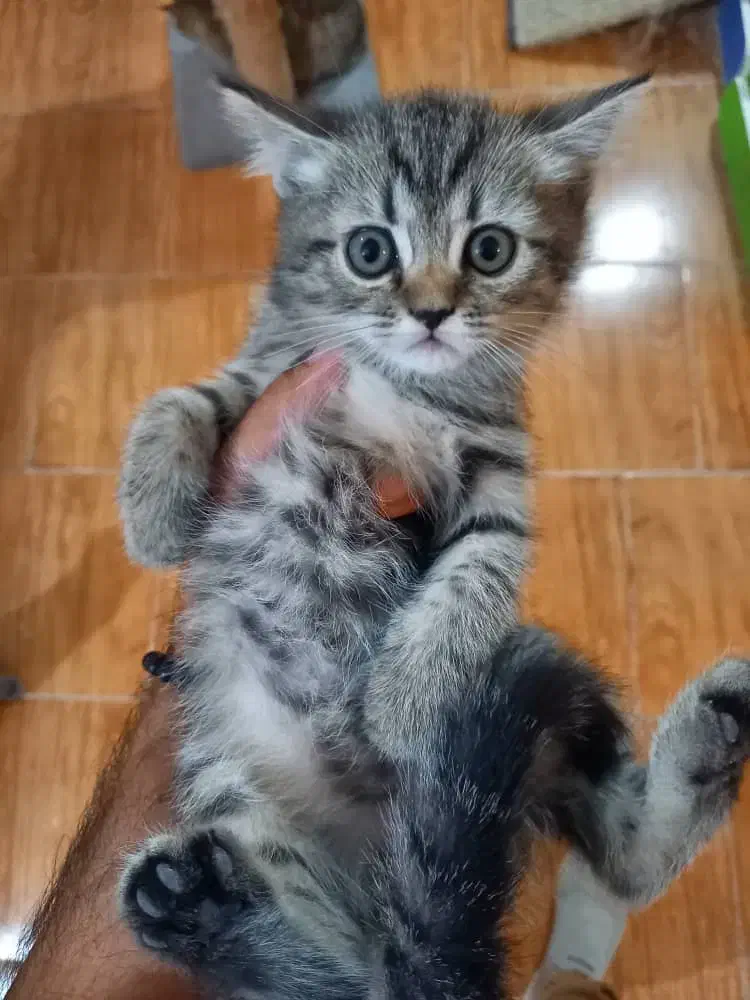 گربه اسکاتیش و بریتیش|گربه|فردیس, دهکده|دیوار