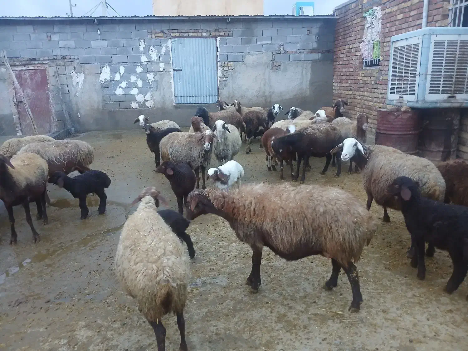 20 عدد میش و 10 عدد بره|حیوانات مزرعه|صحنه, |دیوار