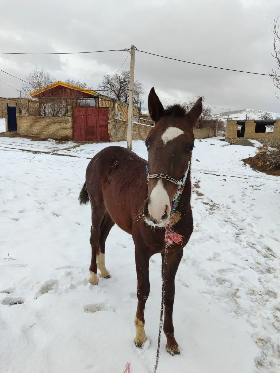 اسب|اسب و تجهیزات اسب‌سواری|ملایر, |دیوار