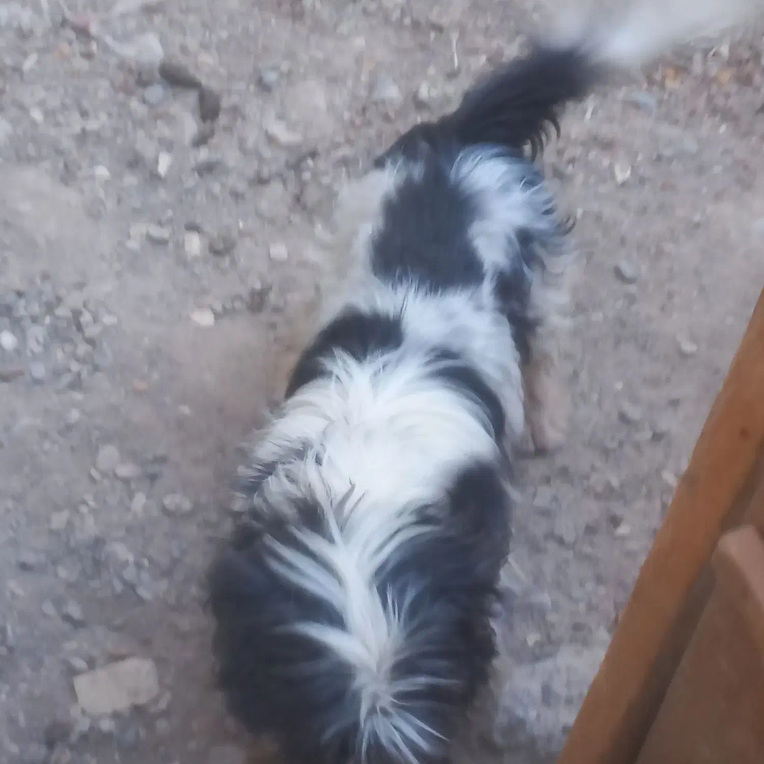 سگ نژاد دار خانگی|سگ|قم, قلعه صدری|دیوار