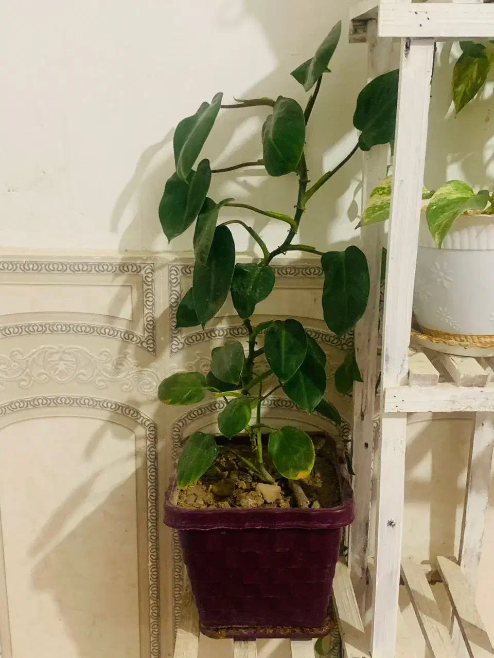 استند و گل ها فروشی|گل و گیاه طبیعی|فیروزآباد (فارس), |دیوار